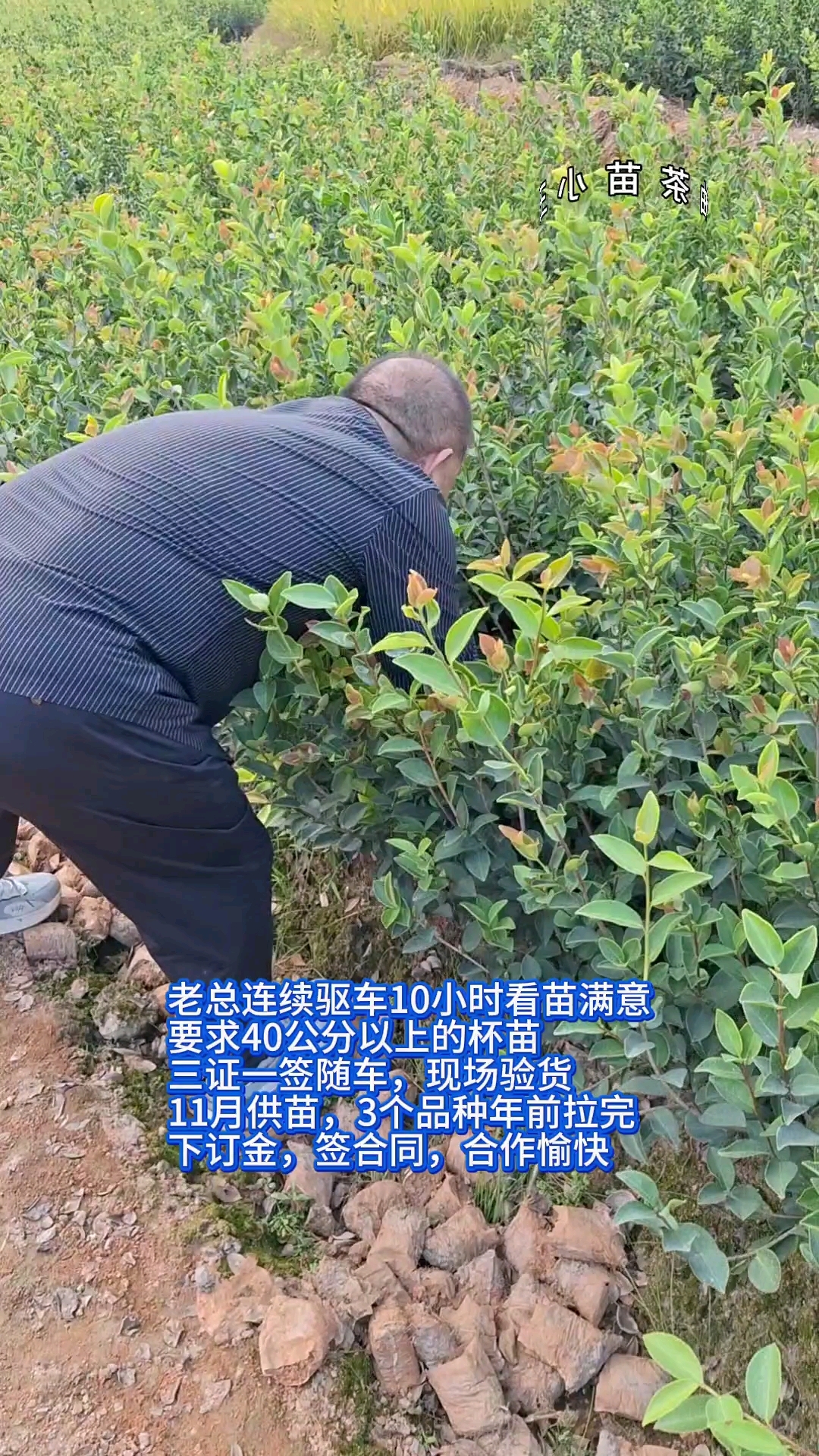 河南油茶苗图片