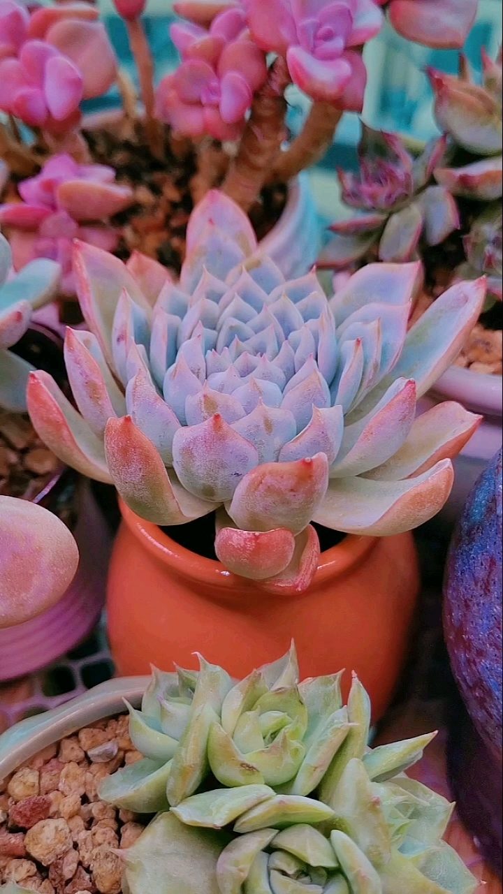 多肉——景天科——紫罗兰女王