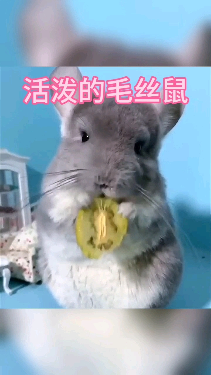 活泼的毛丝鼠