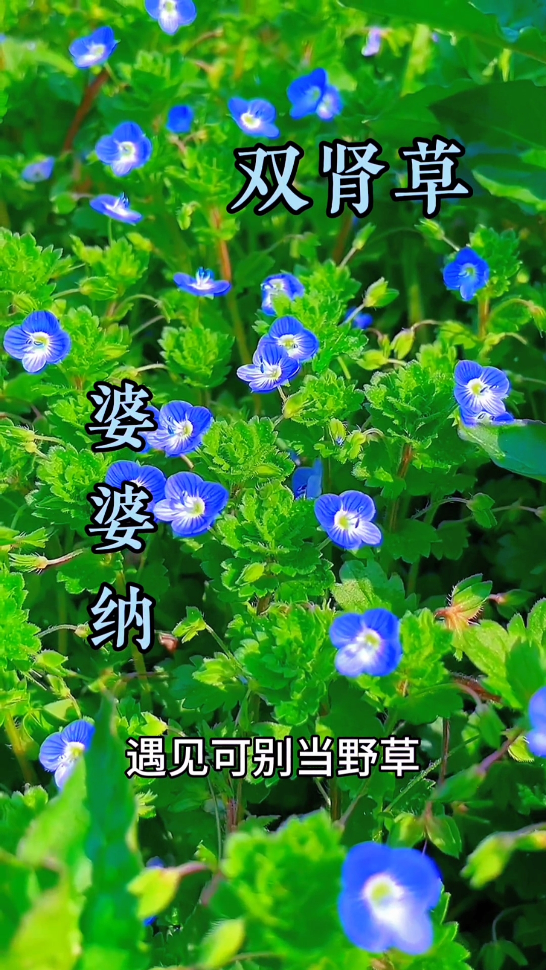 早春小绿草婆婆纳植物俗称双肾草遇见可别当野草除