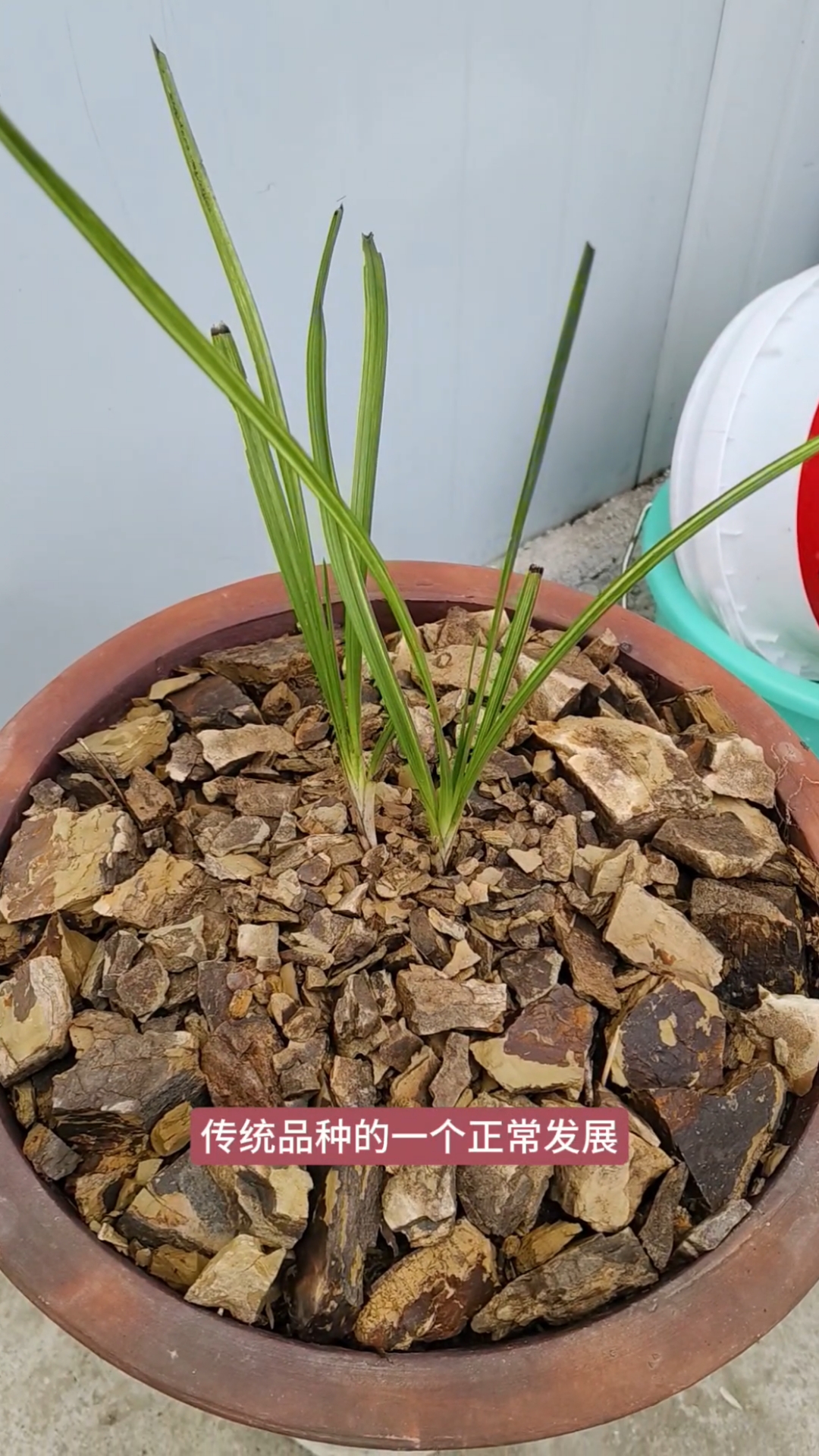 蕙兰变形艺草,科技草还可怕吗?