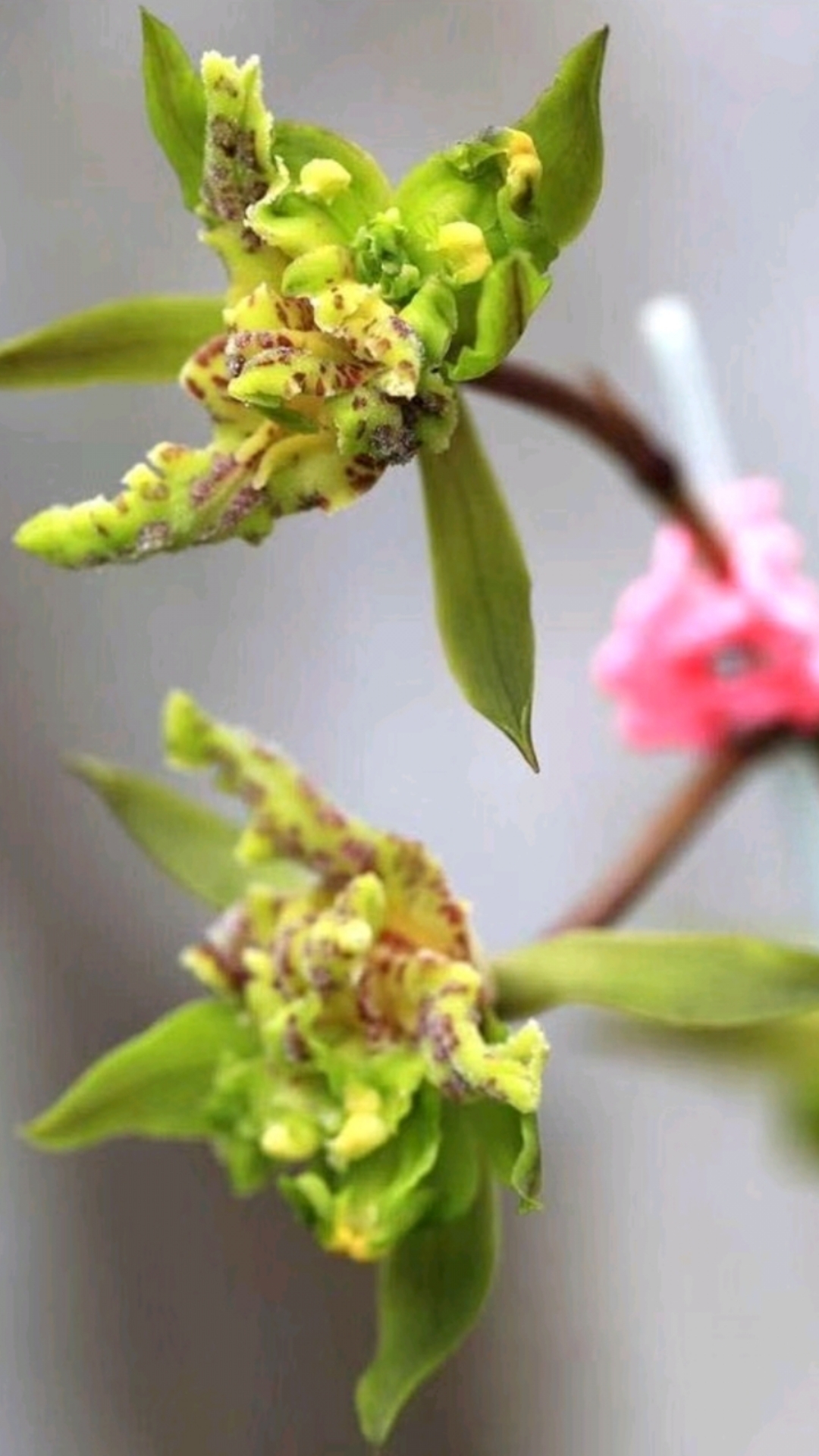 本地蕙兰牡丹狮子头,现在值得栽培一盆了