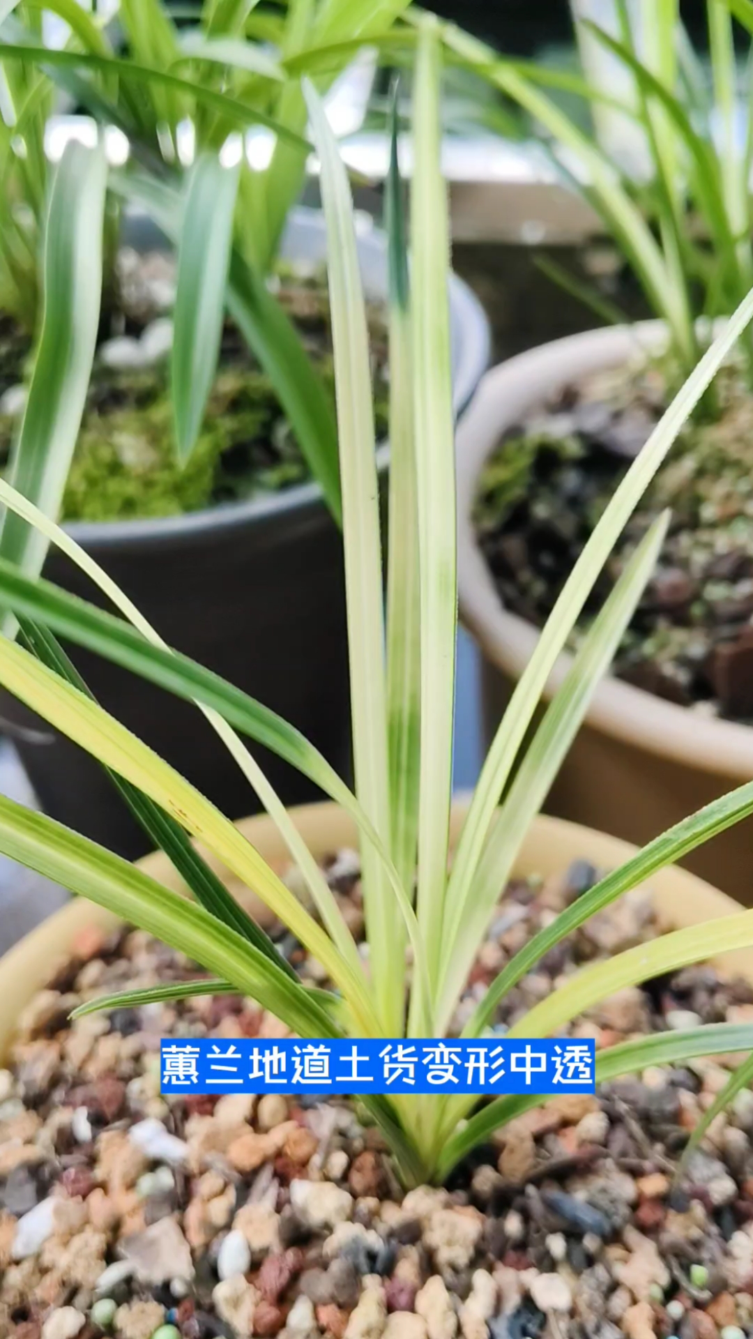 蕙兰艺草变形中透30万看看值吗?