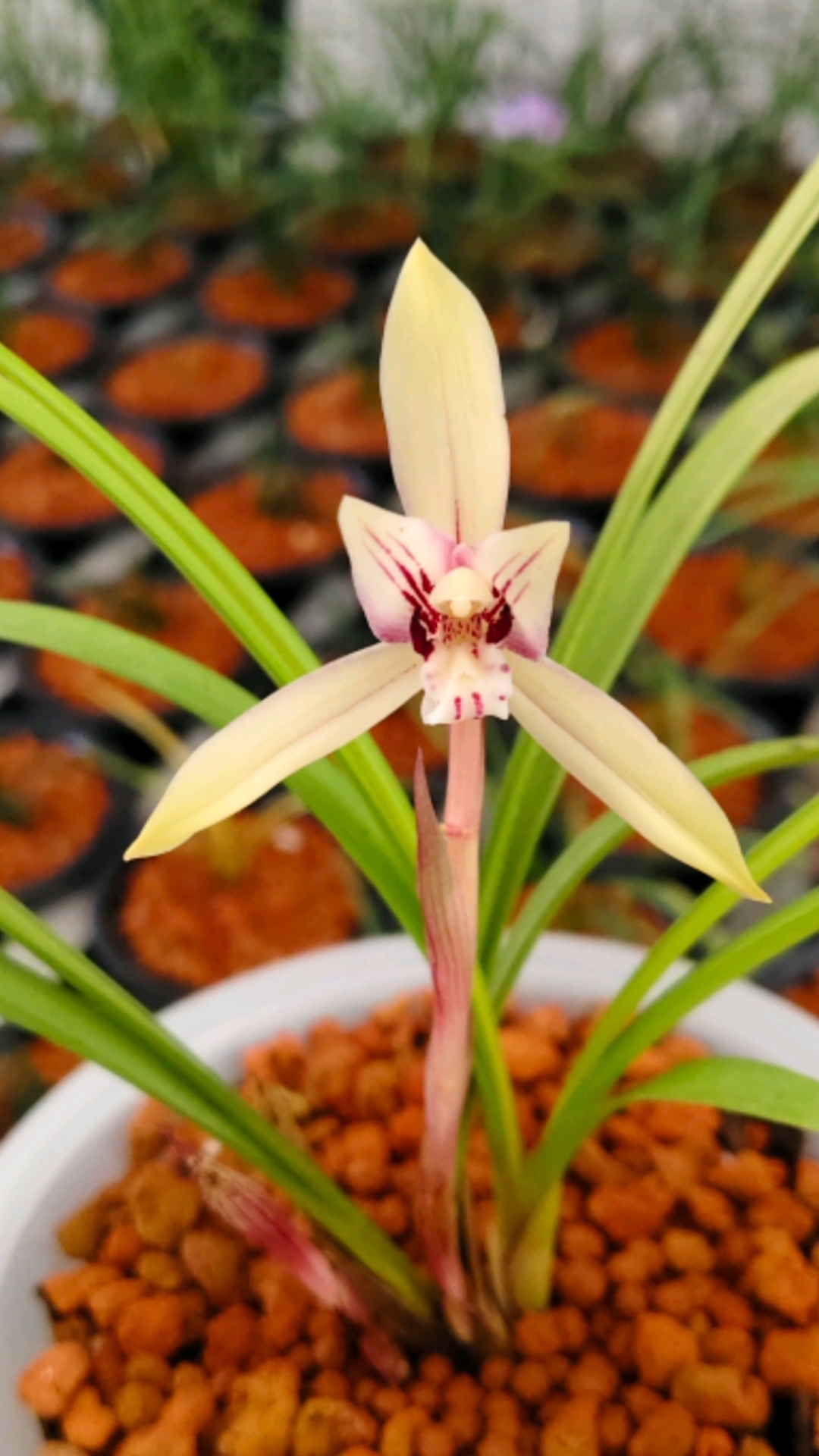 春兰黄草黄花,朋友们遇见了不要错过哦