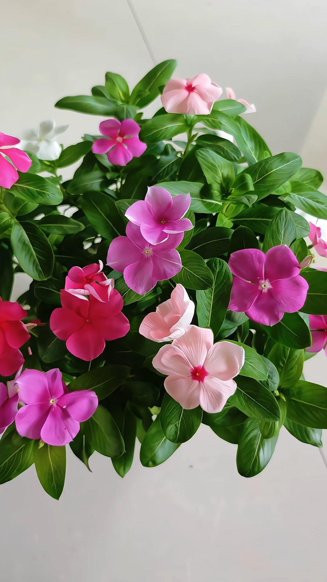 长春花每年必养的花即好养还天天开花花卉绿植养花小技巧