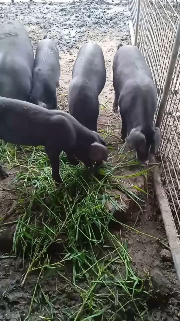 真正的红山草猪
