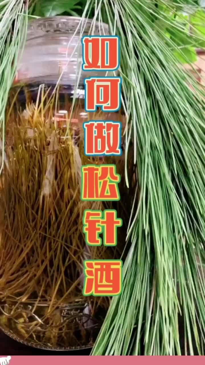 松针酒制作方法图片