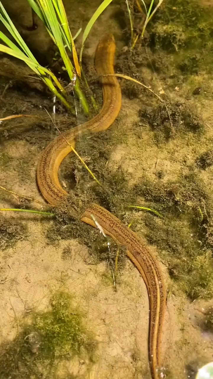 户外徒手抓鳝鱼回忆童年农村生活