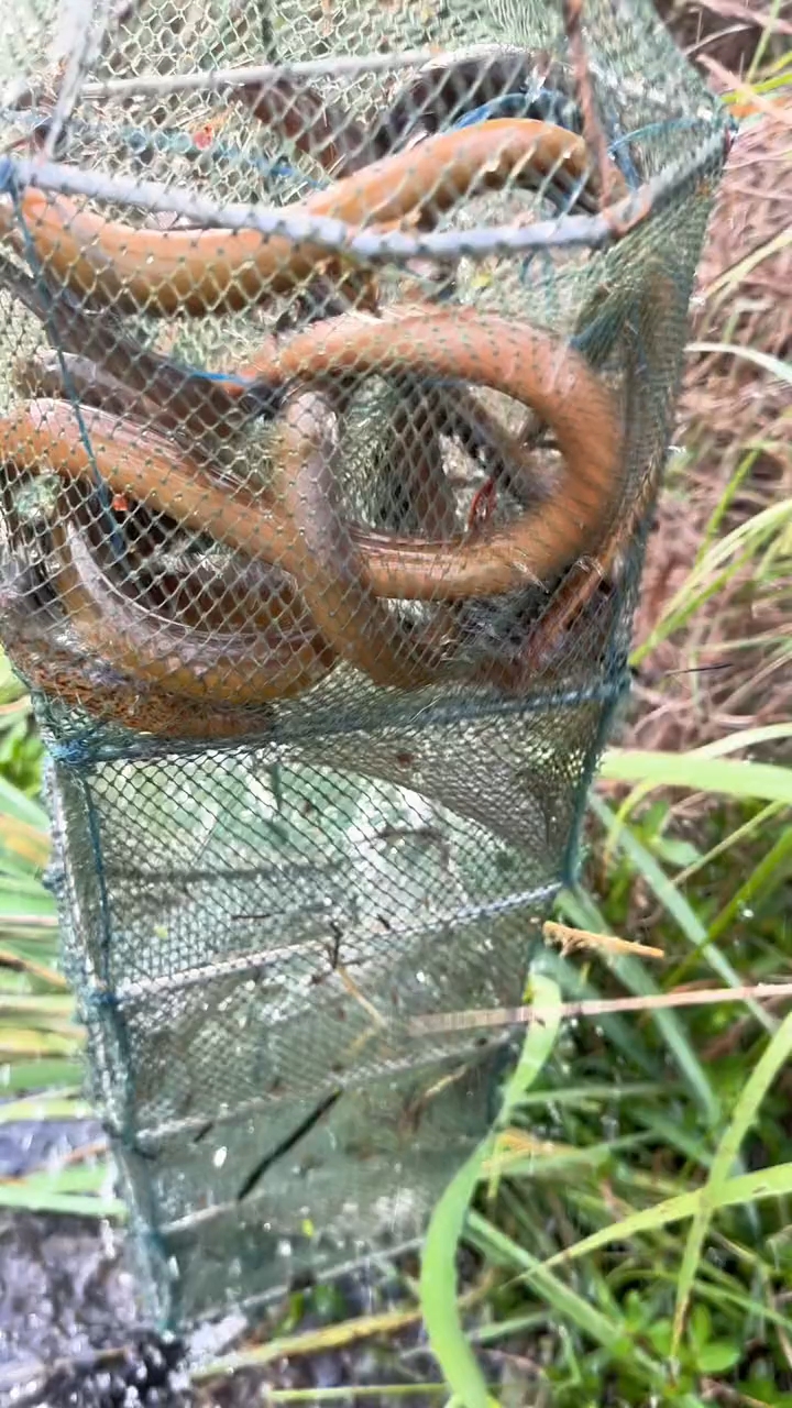 看看52条网的收获吧#户外抓黄鳝