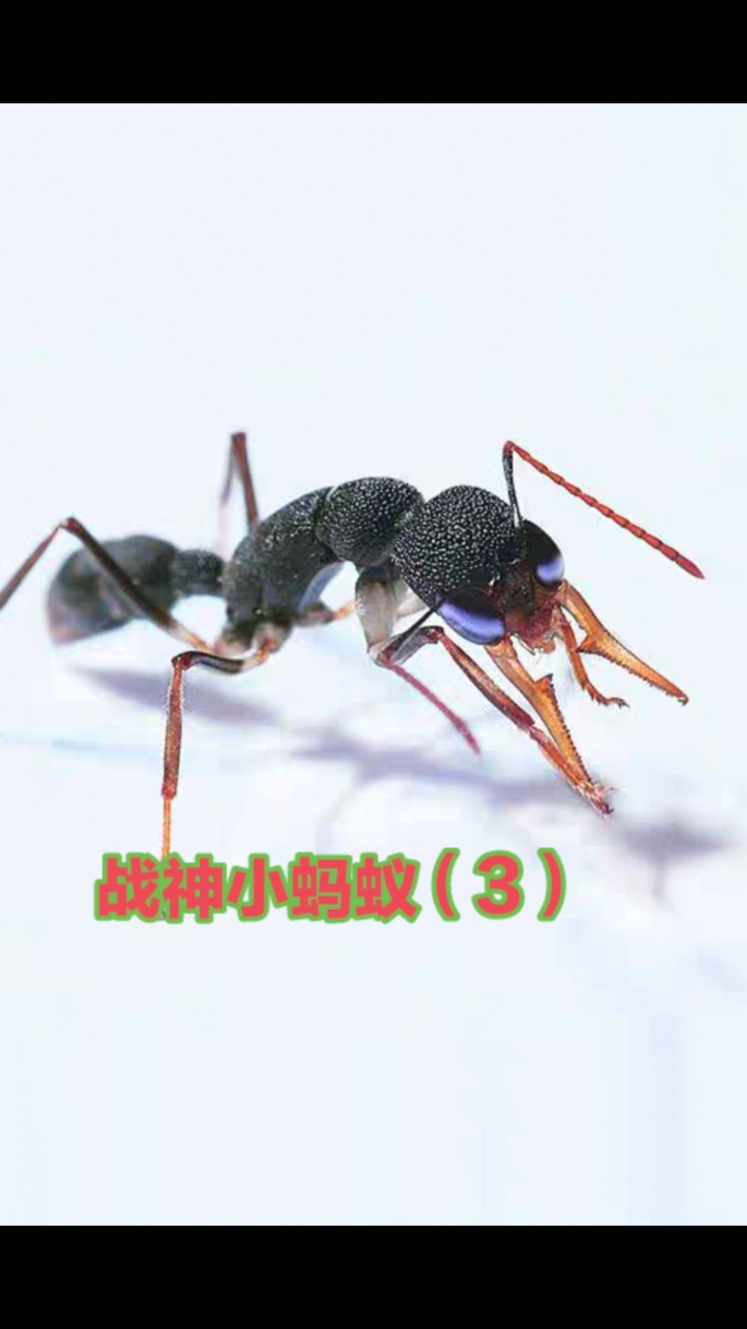 爱好战斗的猎镰猛蚁