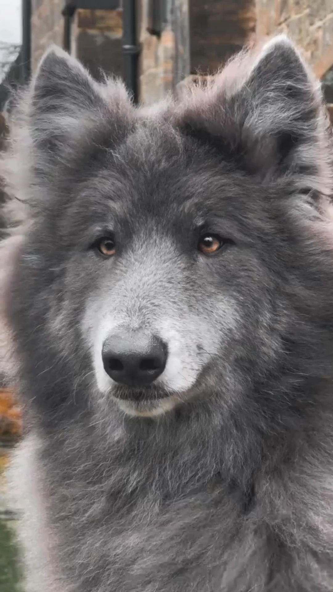 蓝湾牧羊犬帅图片