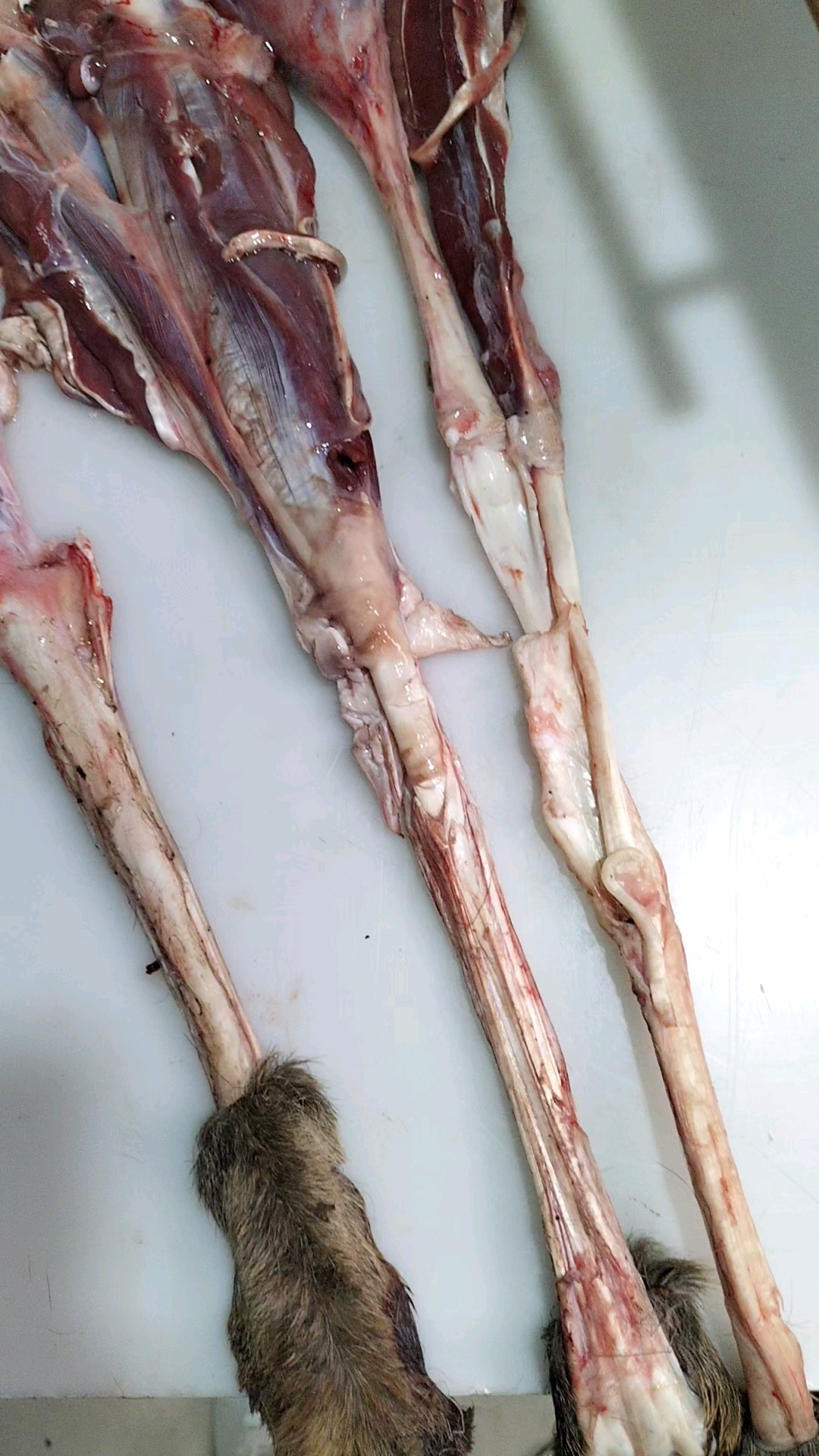 梅花鹿蹄子上主筋,鲜的干的都有,泡酒煲汤炖菜嘎嘎好吃