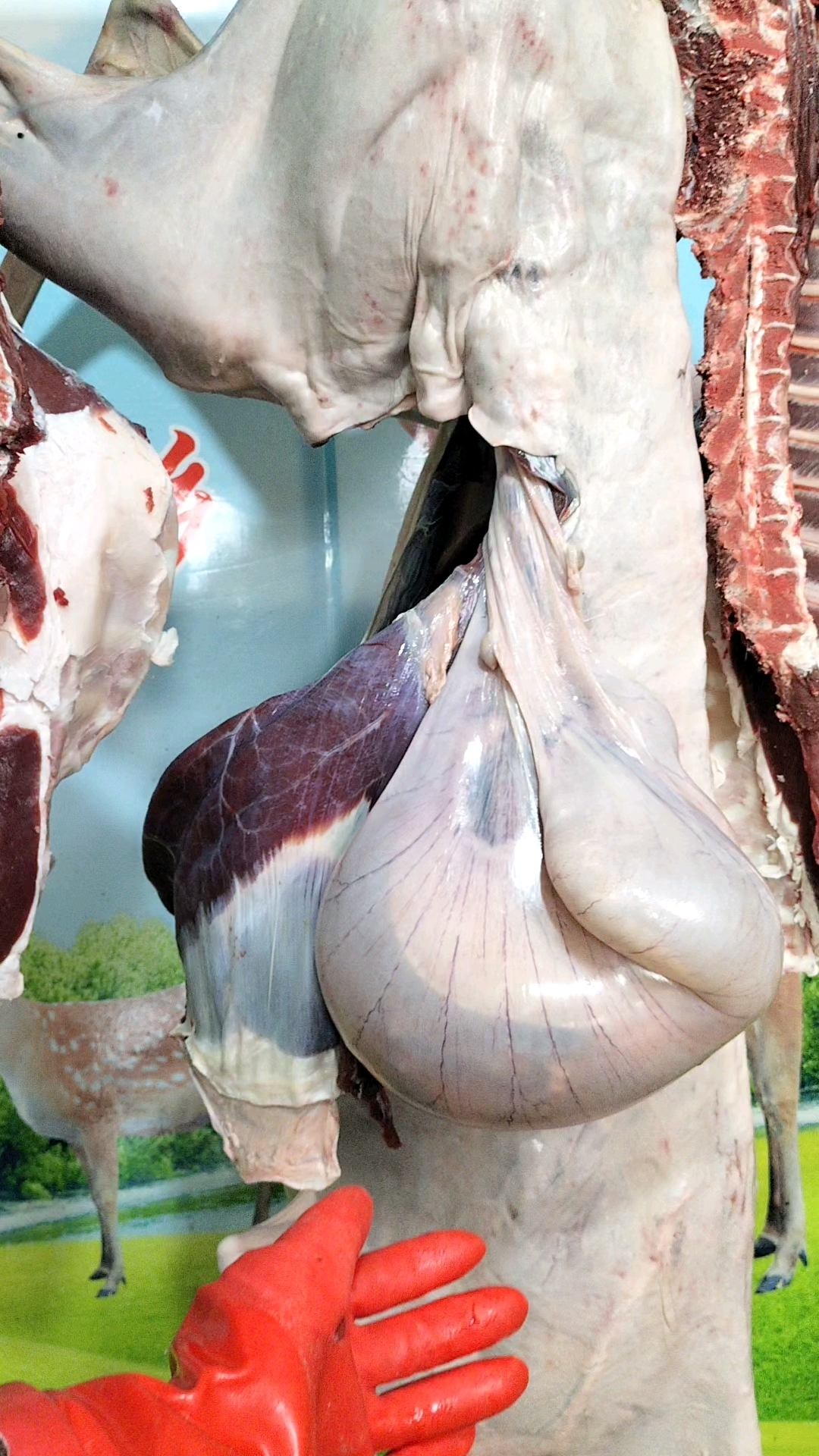 梅花鹿鲜鹿胎,品质嘎嘎好,女生滋补天花板