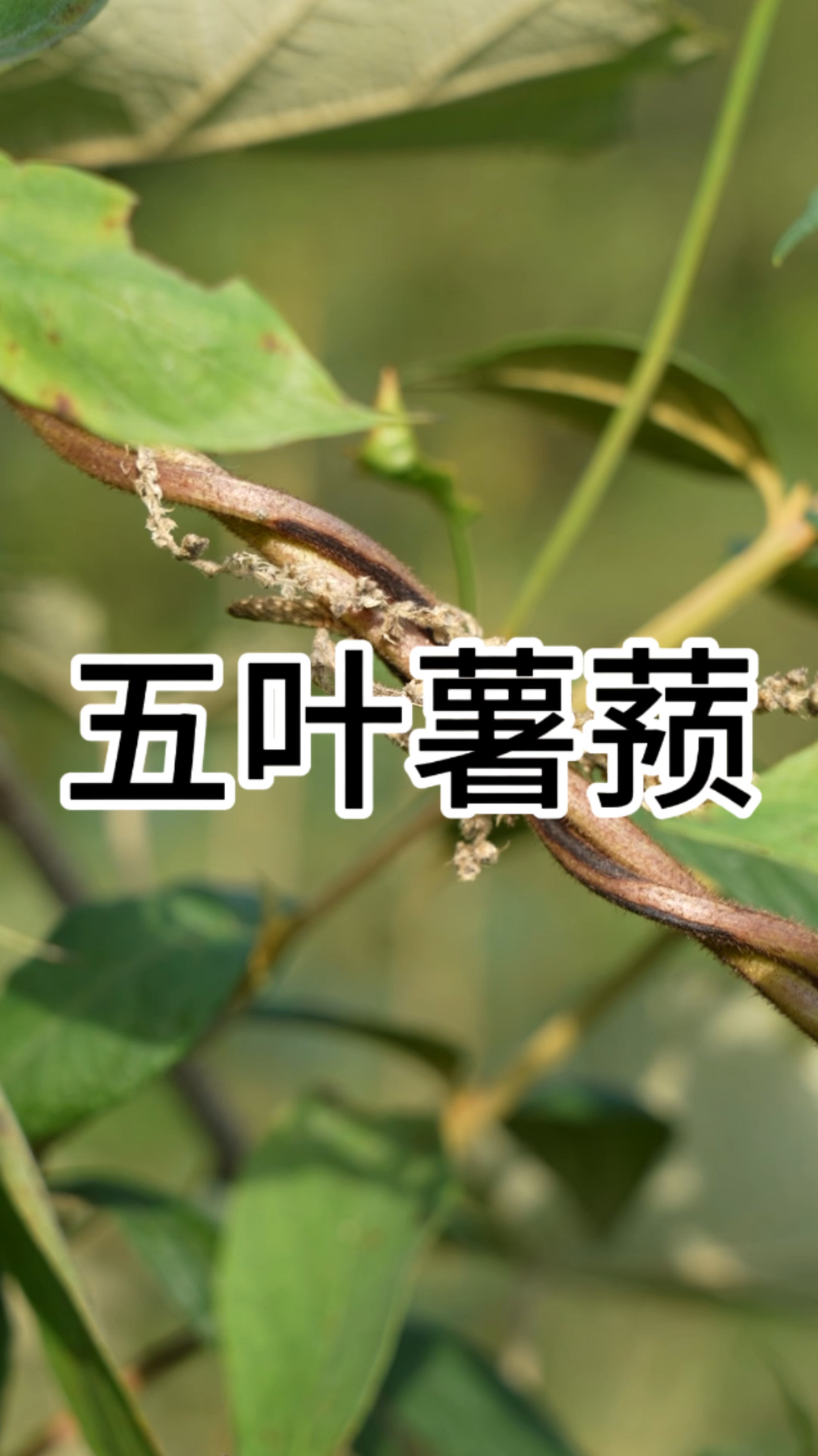 野生五叶薯茎根图片图片