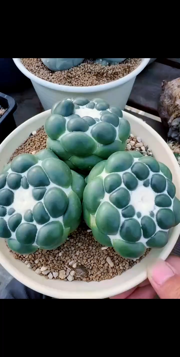 三头无刺象牙仙人球!