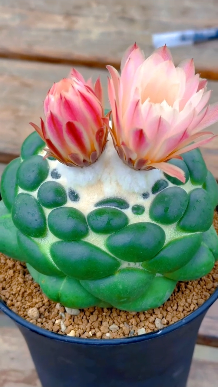 花开富贵——无刺象牙开花了!