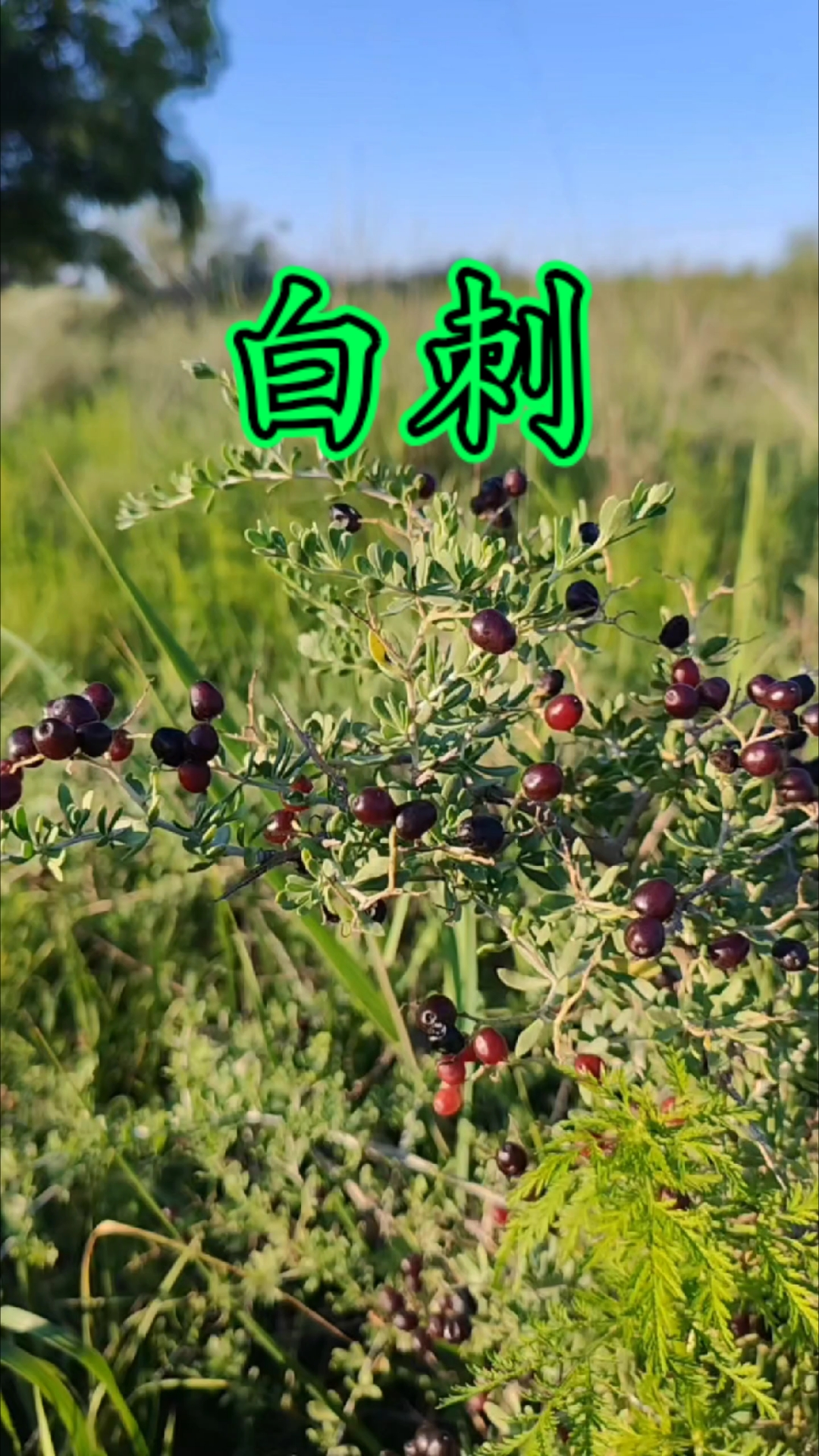 白刺:分布于中国陕西北部,内蒙古西部,甘肃河西走廊等地