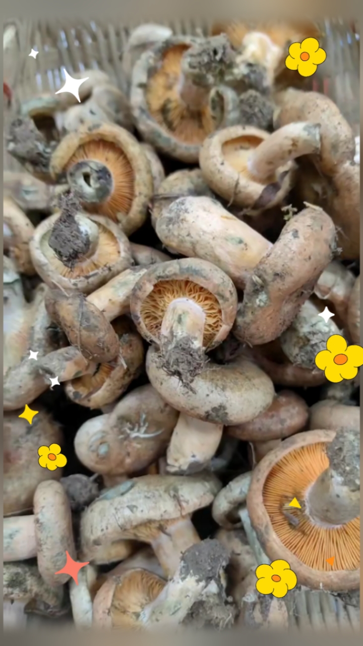 来自梅雨季节大自然的馈赠爱鹅菌