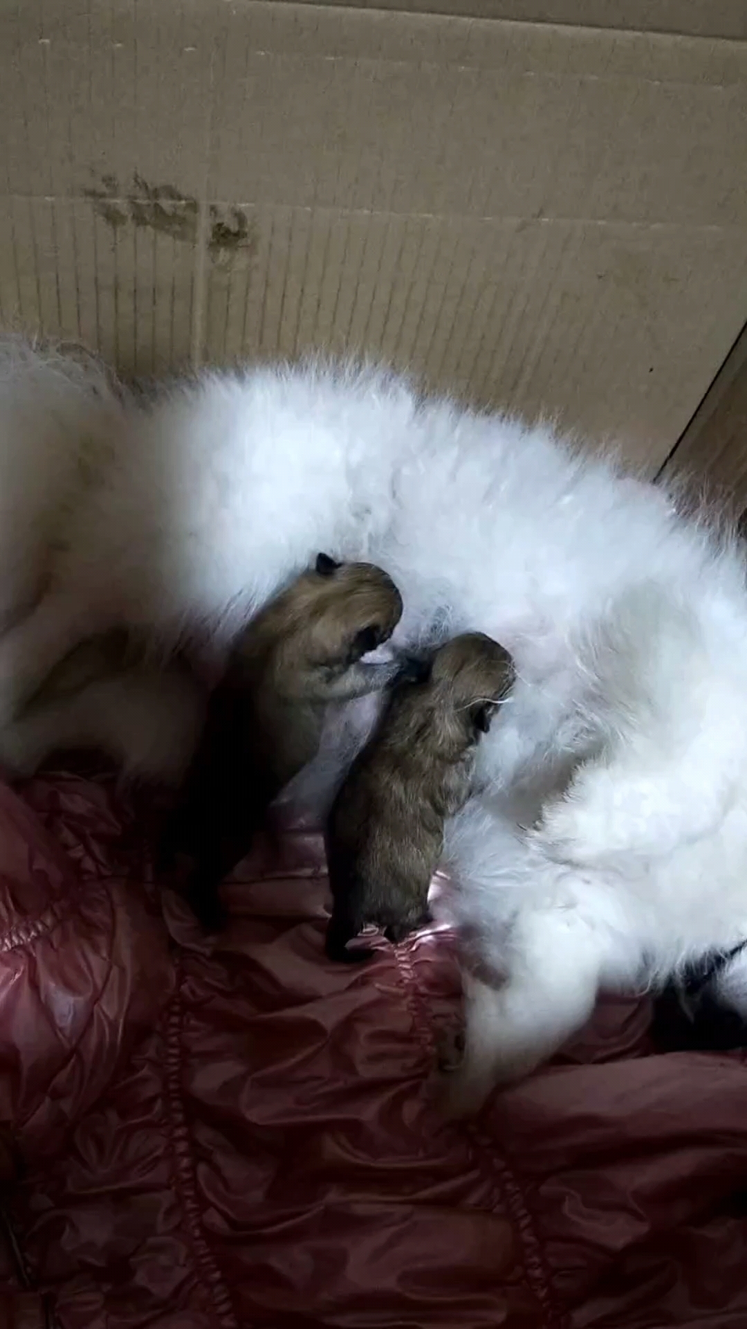 小博美出生第二天,它爹是黄色,它妈是白色,小博美是什么颜色?