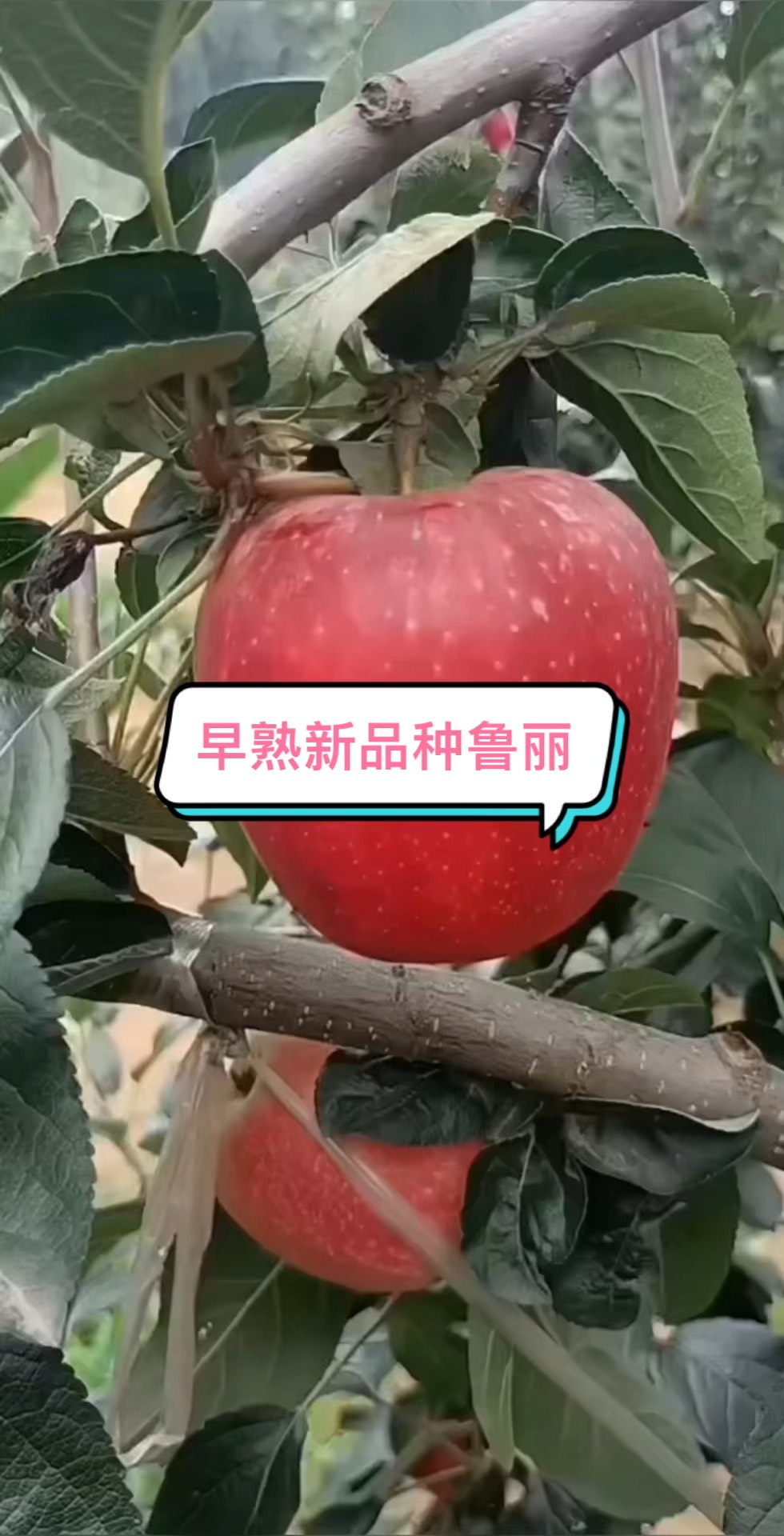 早熟新品种苹果鲁丽