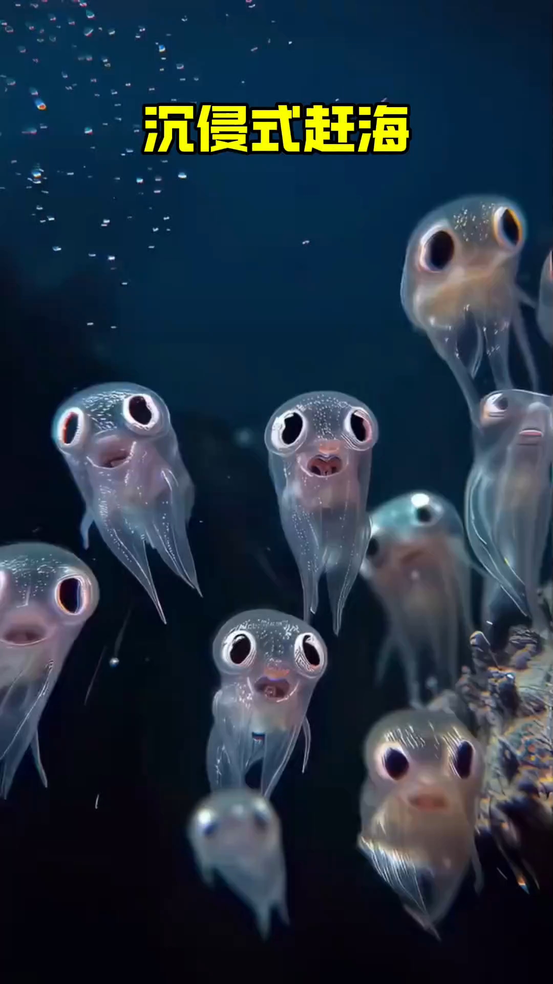 又是被海底动物们治愈的一天,太开心啦#海洋生物 #海底世界