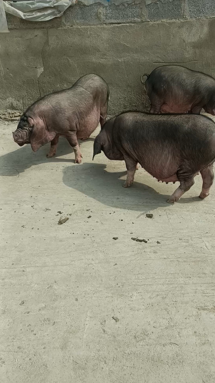 已经配种纯种太湖母猪