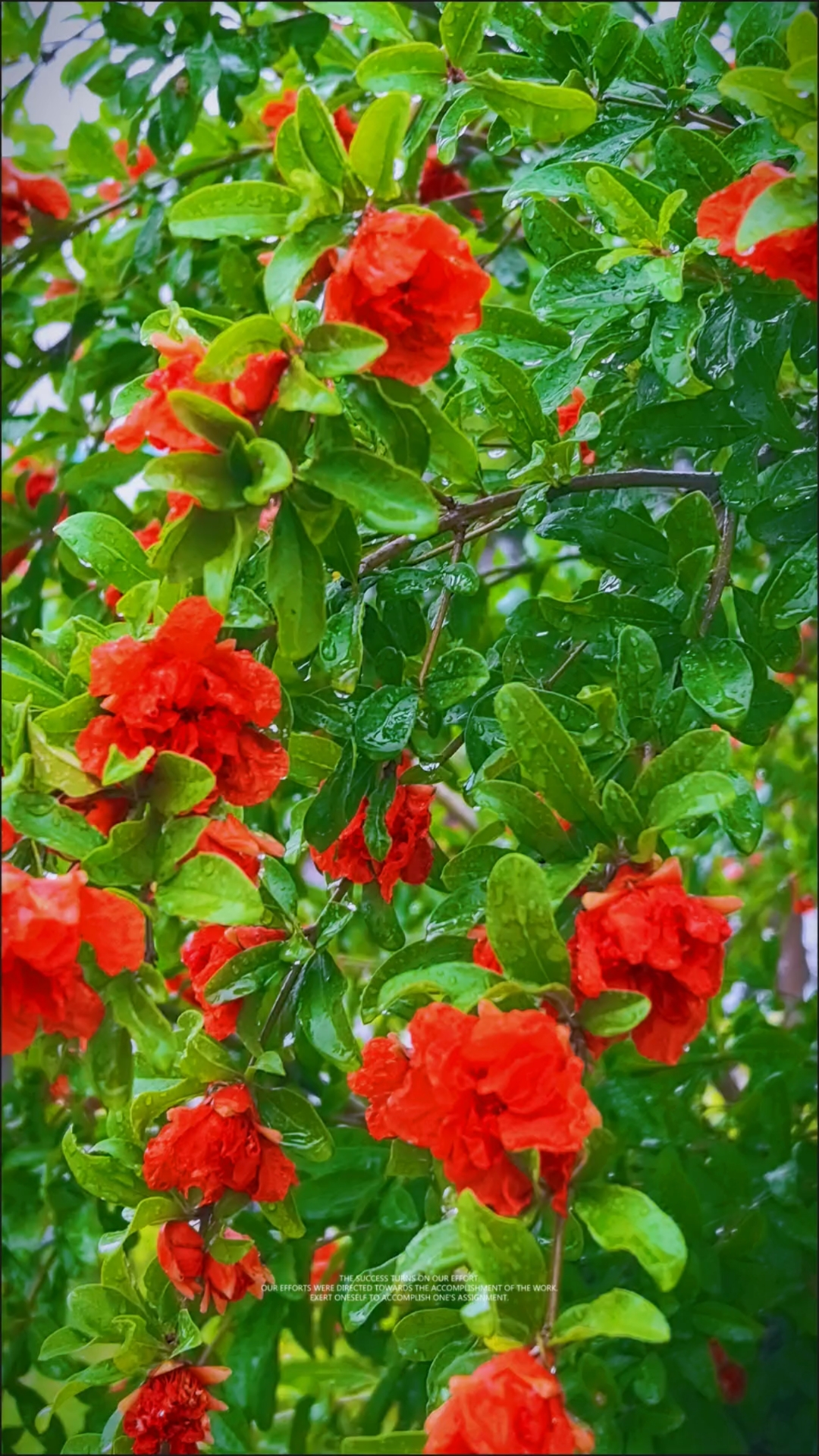 雨中的石榴花迎风飘舞,美的好像一幅画