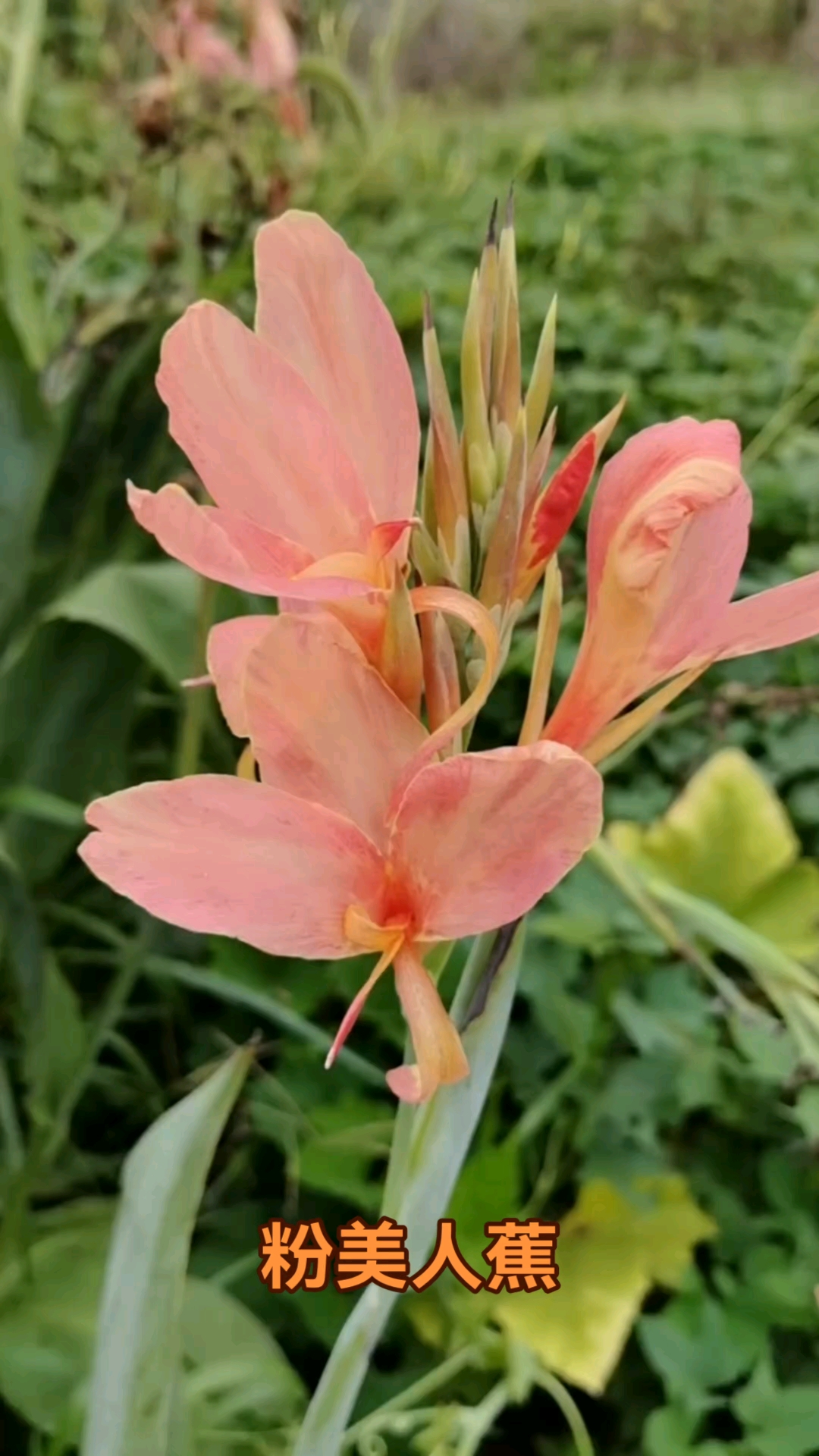 粉美人蕉:属球根多年生草本植物,株高1.5米