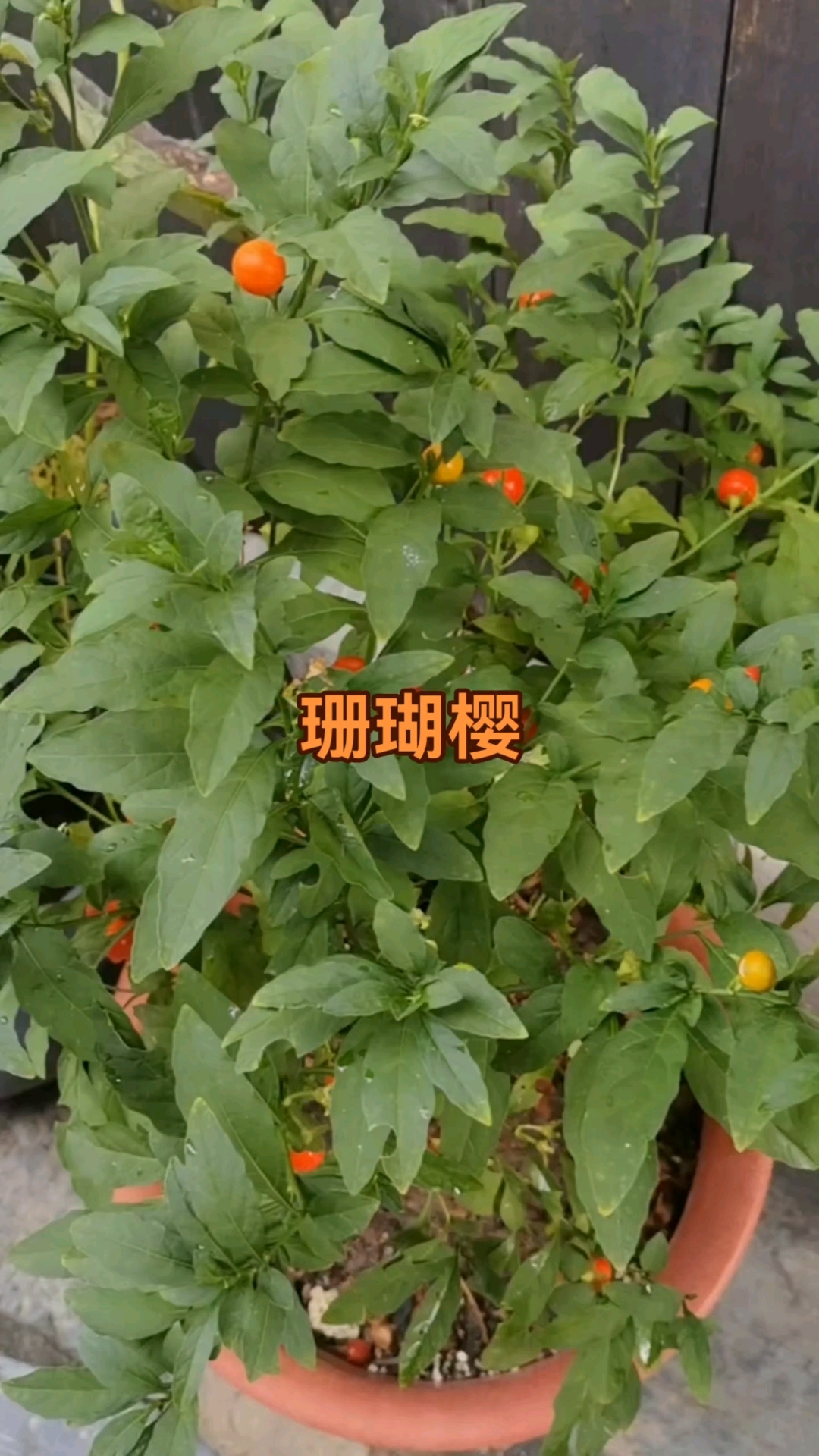 珊瑚樱 :又叫红珊瑚,冬珊瑚,属茄科类小灌木果实不能食用