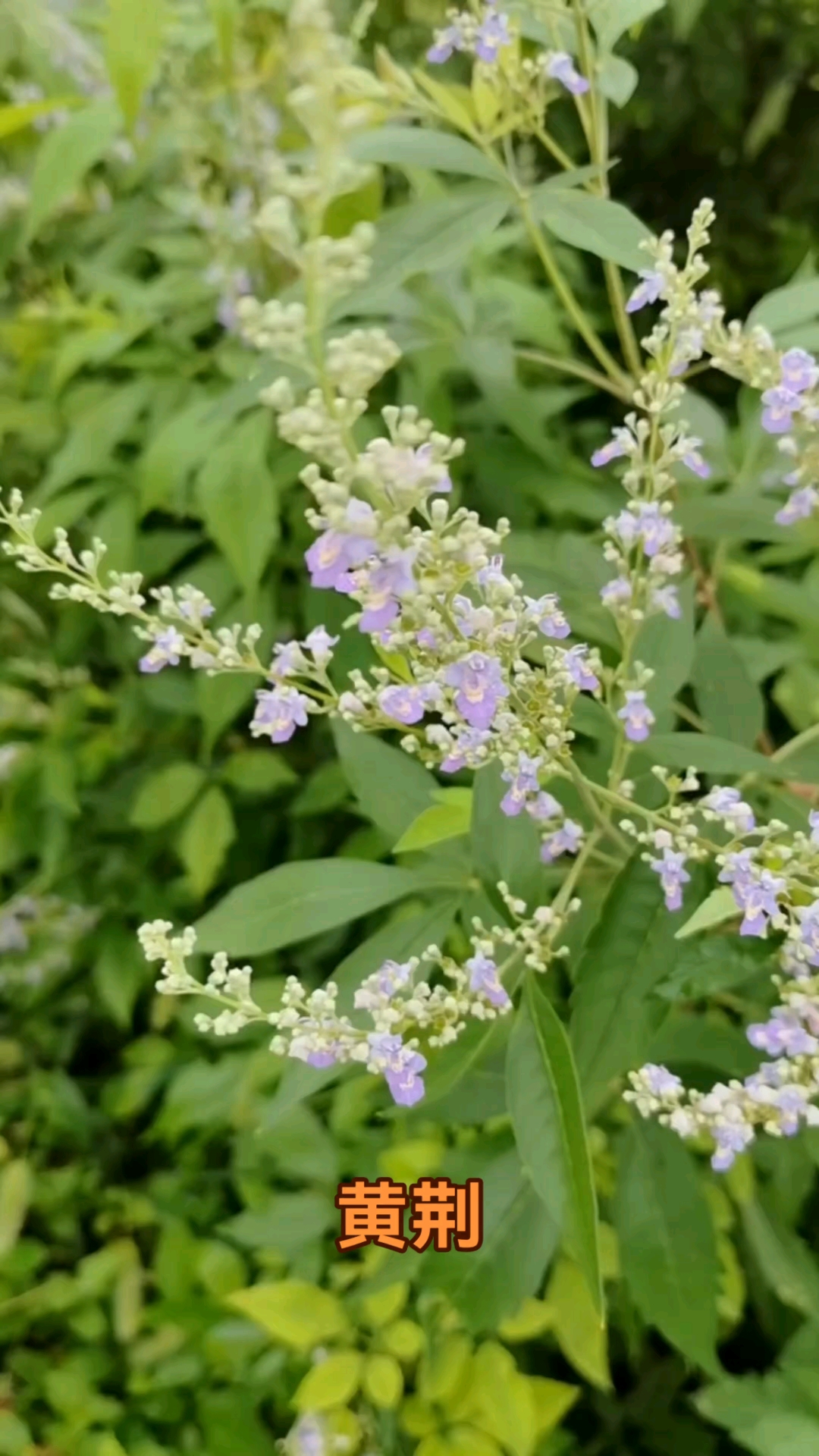 黄荆:又名黄荆条,黄荆子,荆条等,唇形科牡荆属多年生木本植物