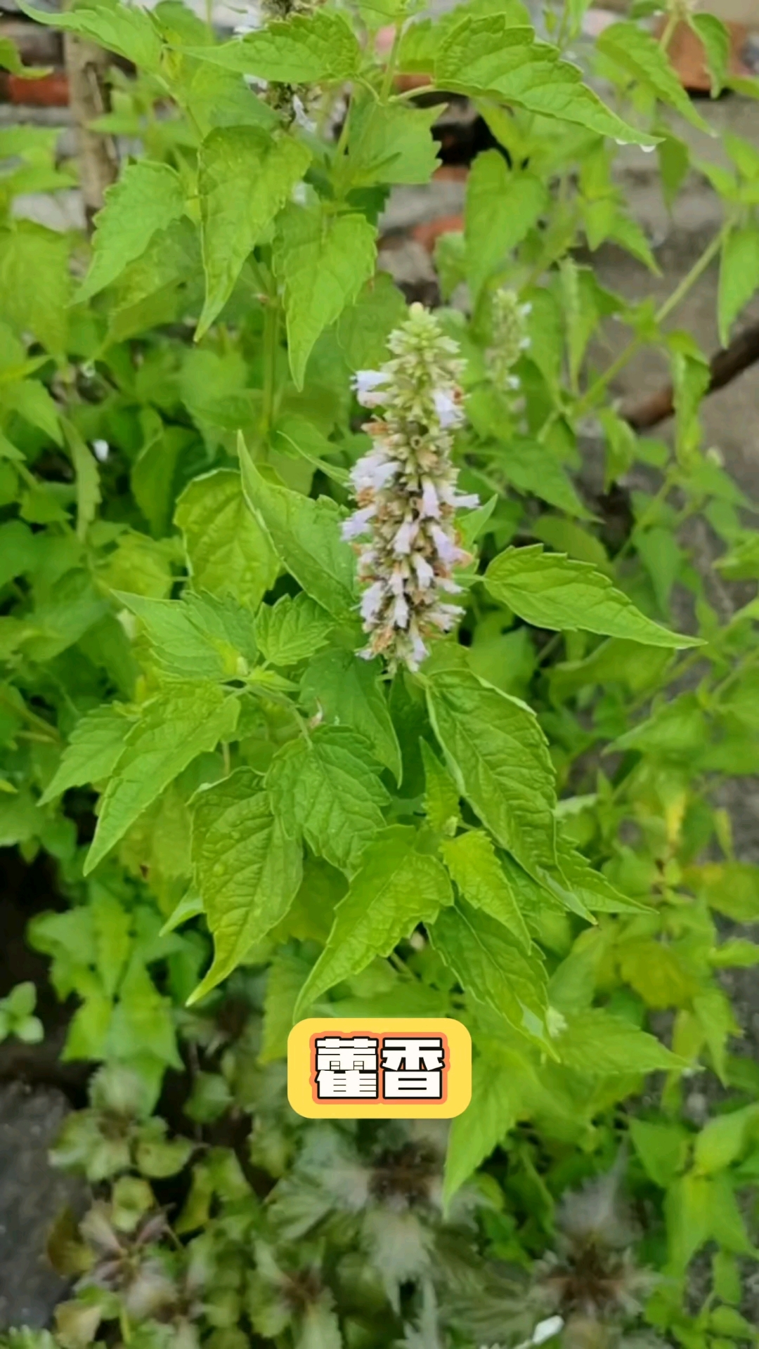 藿香:唇形科刺蕊草属多年生草本植物,茎叶或花序入药
