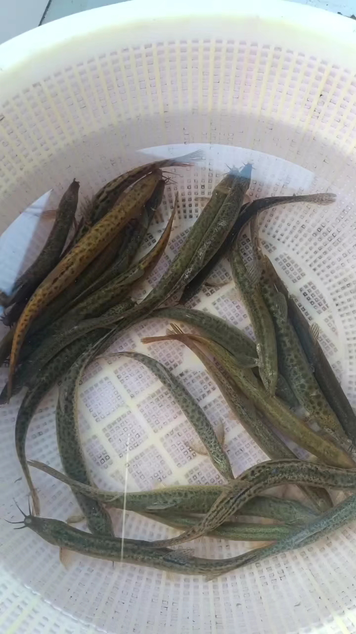 野生泥鳅,岁月静好