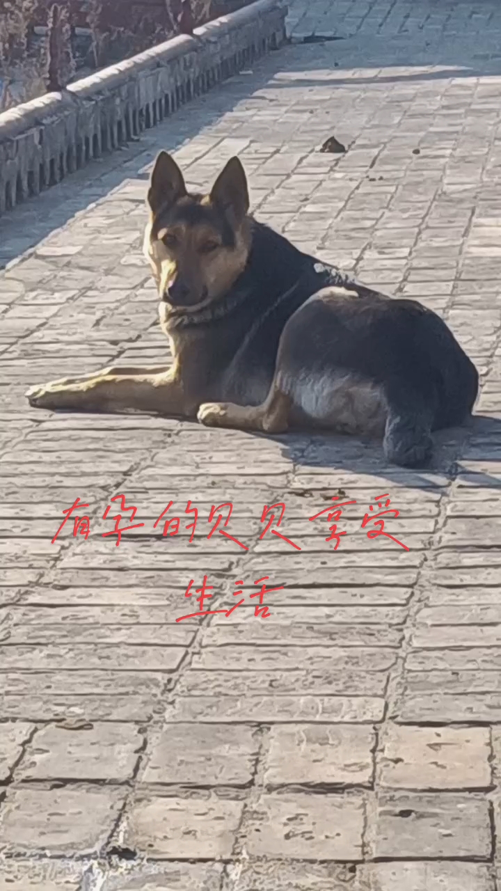 中国昆明犬黑背图片