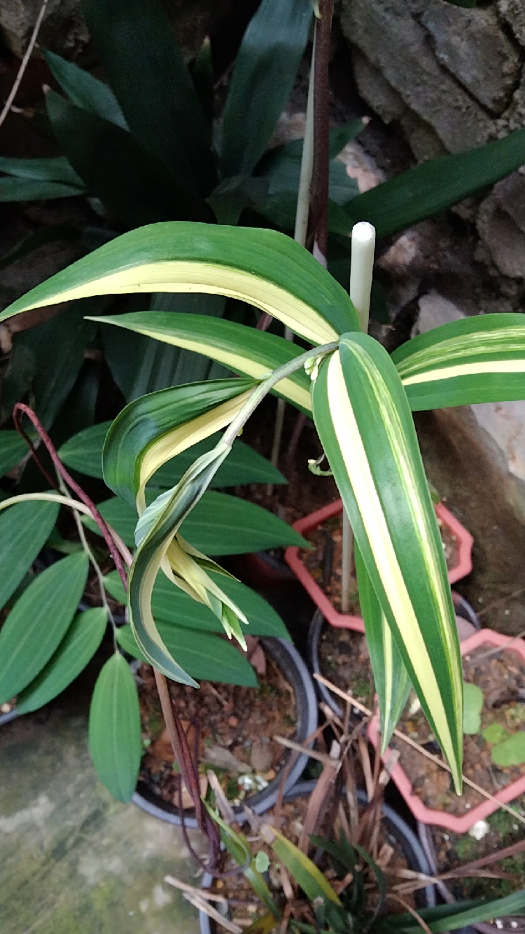 这才是正儿八经的黄精