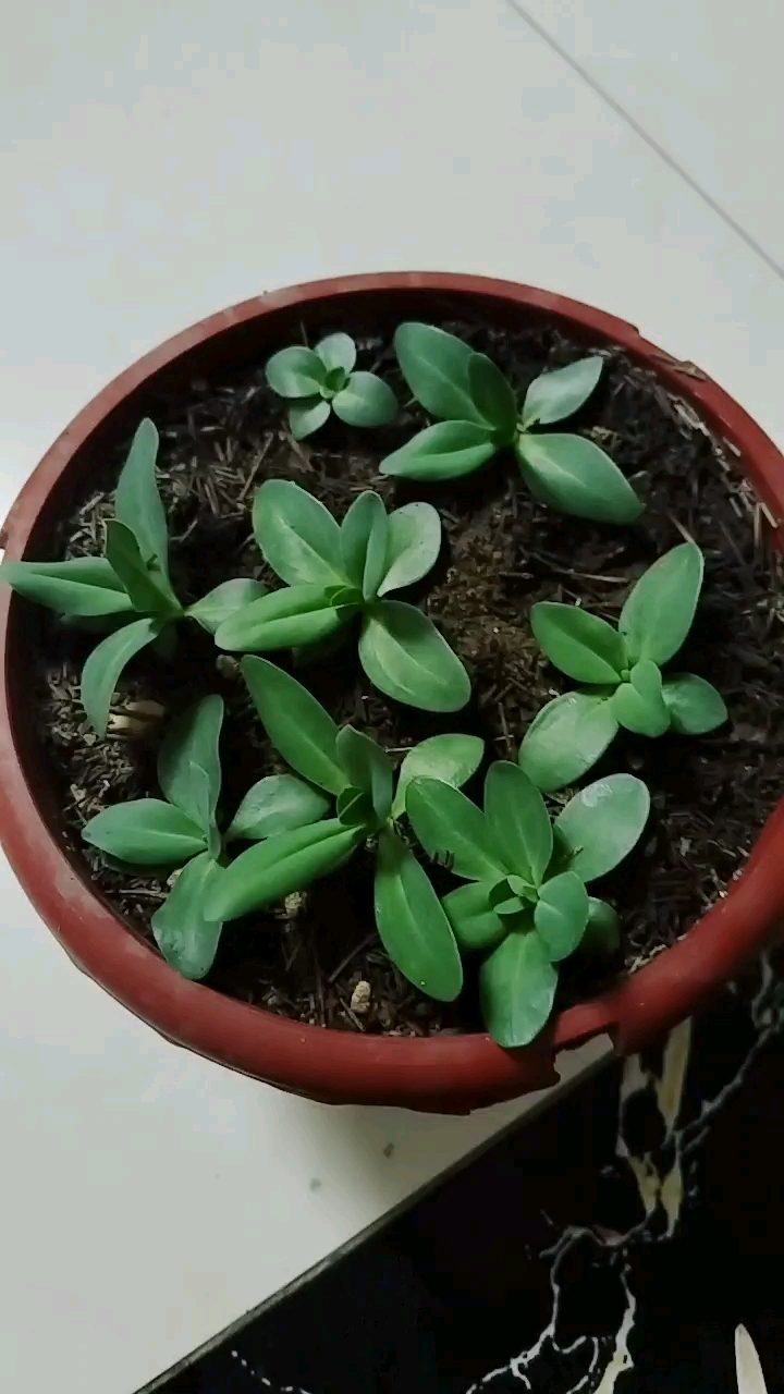 自己留的洋桔梗种子发芽了,长的胖胖的