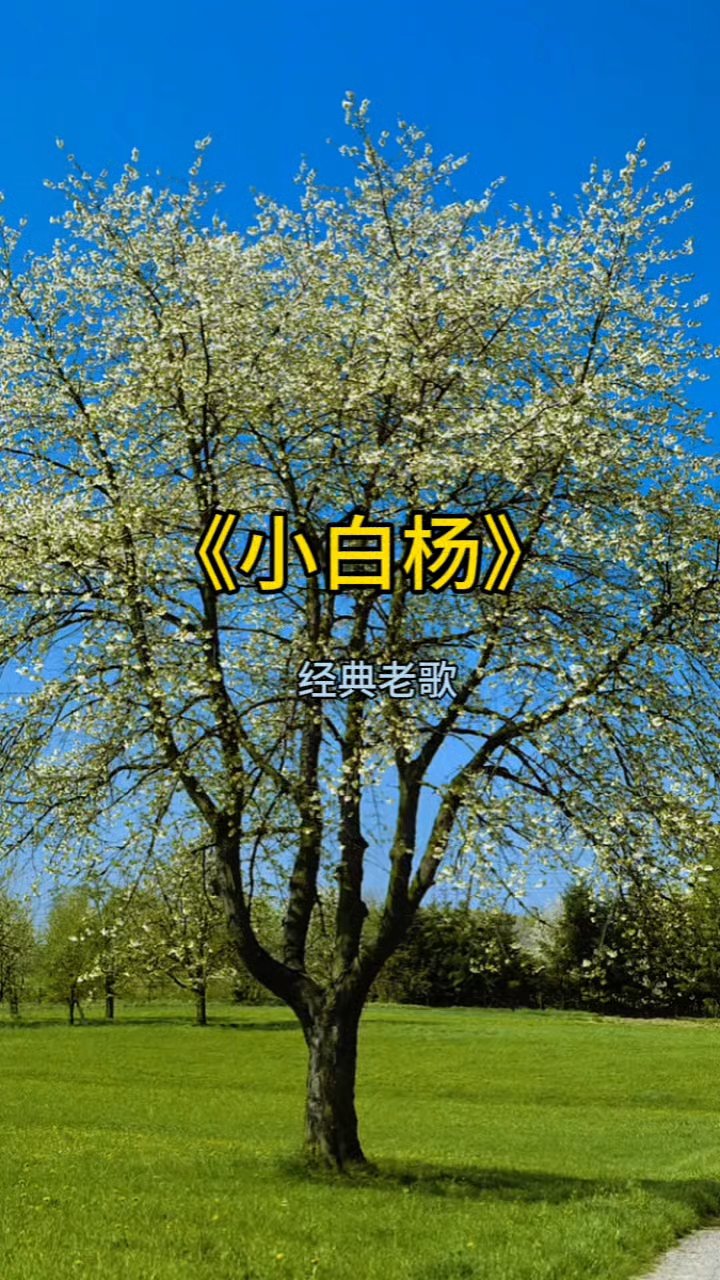巜小白杨》阎维文