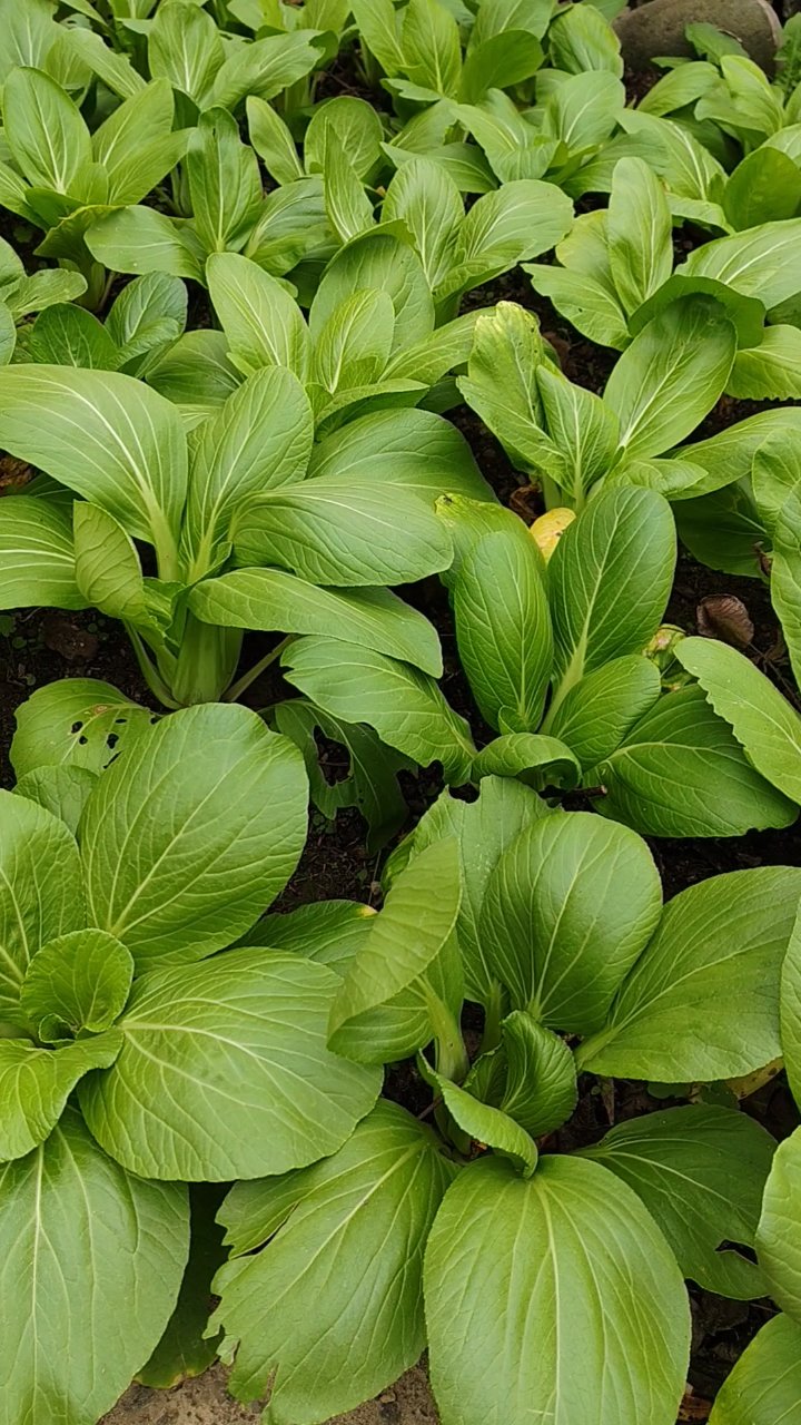 自家小青菜,长大可割食