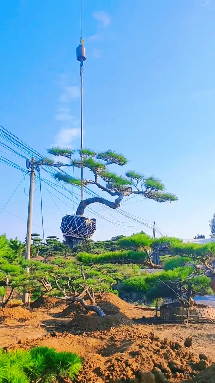 造型赤松装车,庭院造型松,别墅庭院植物,山东泰安造型松基地