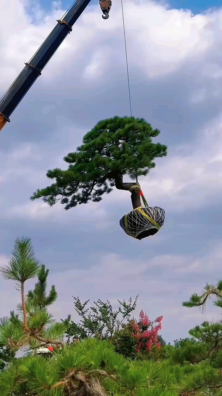 造型松景观松,迎客松造型,四季常青大型古松,邻水斜飘造型松