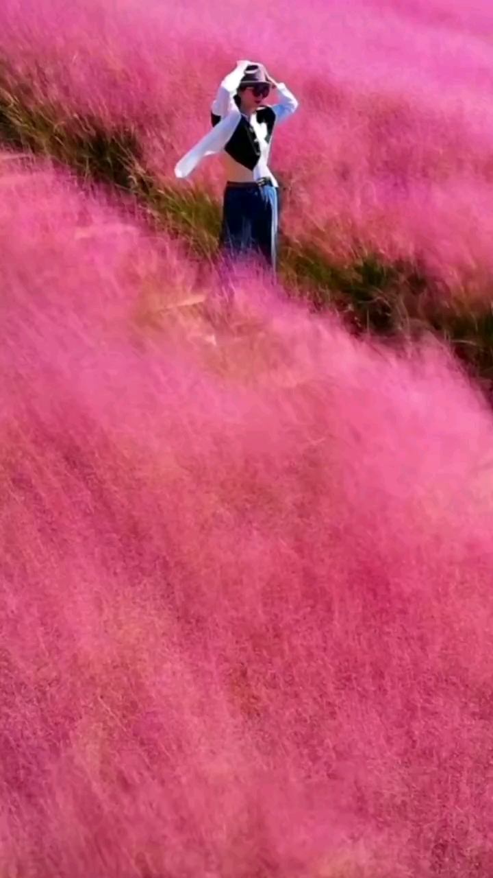 红粉黛乱子草花海