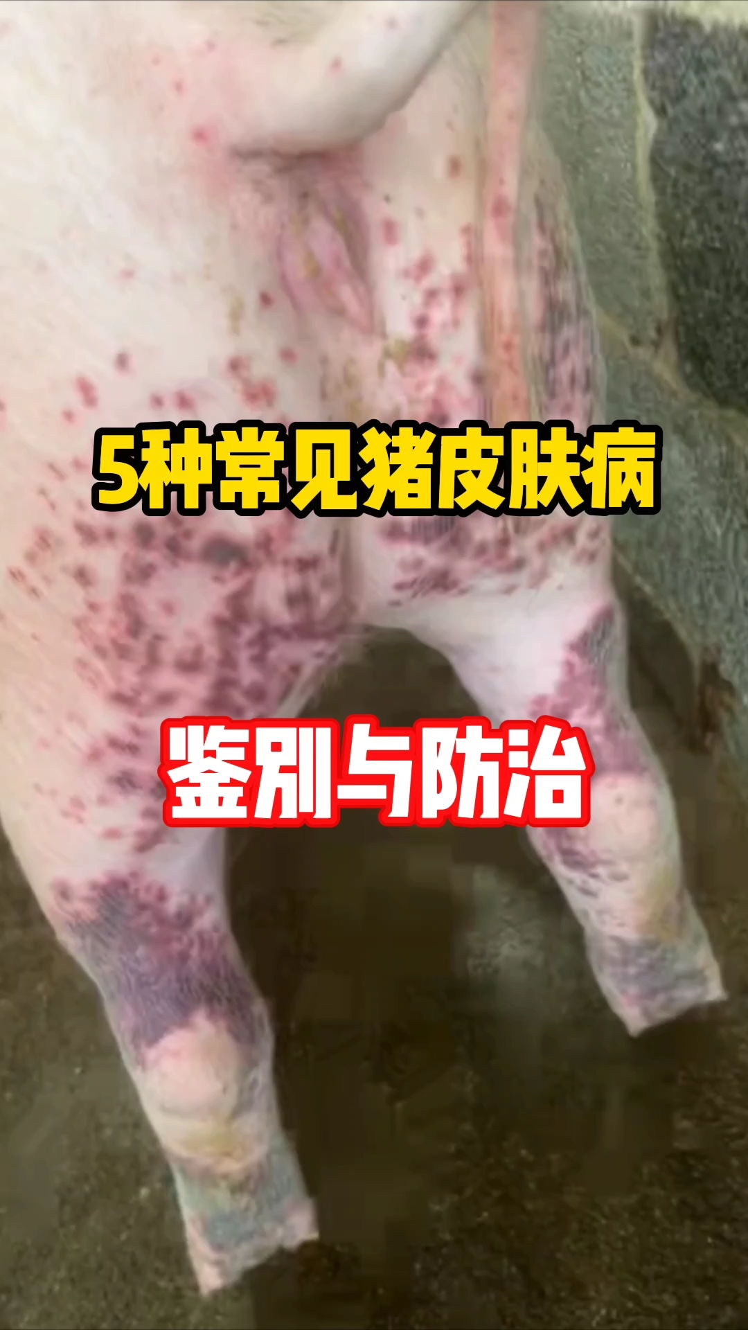 仔猪渗出性皮炎,猪玫瑰糠疹,猪丹毒,猪附红细胞体病,圆环病毒