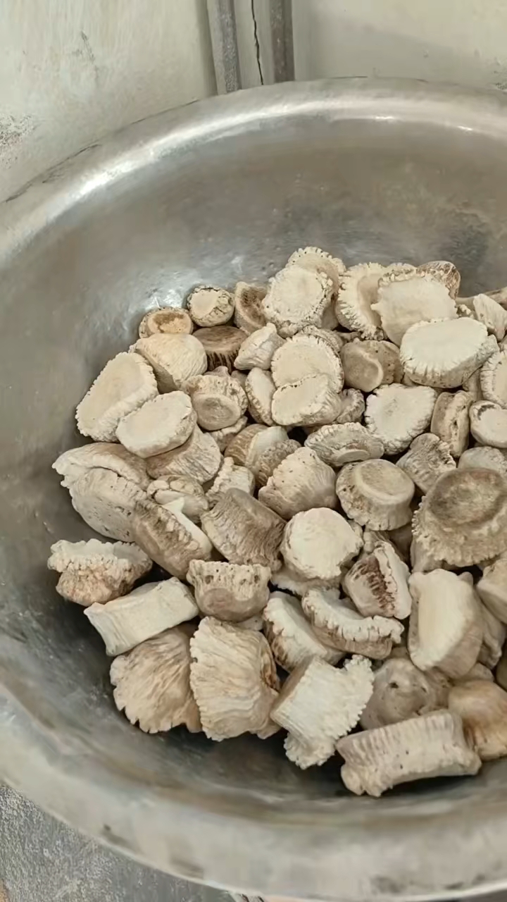 鹿角帽现场打粉中