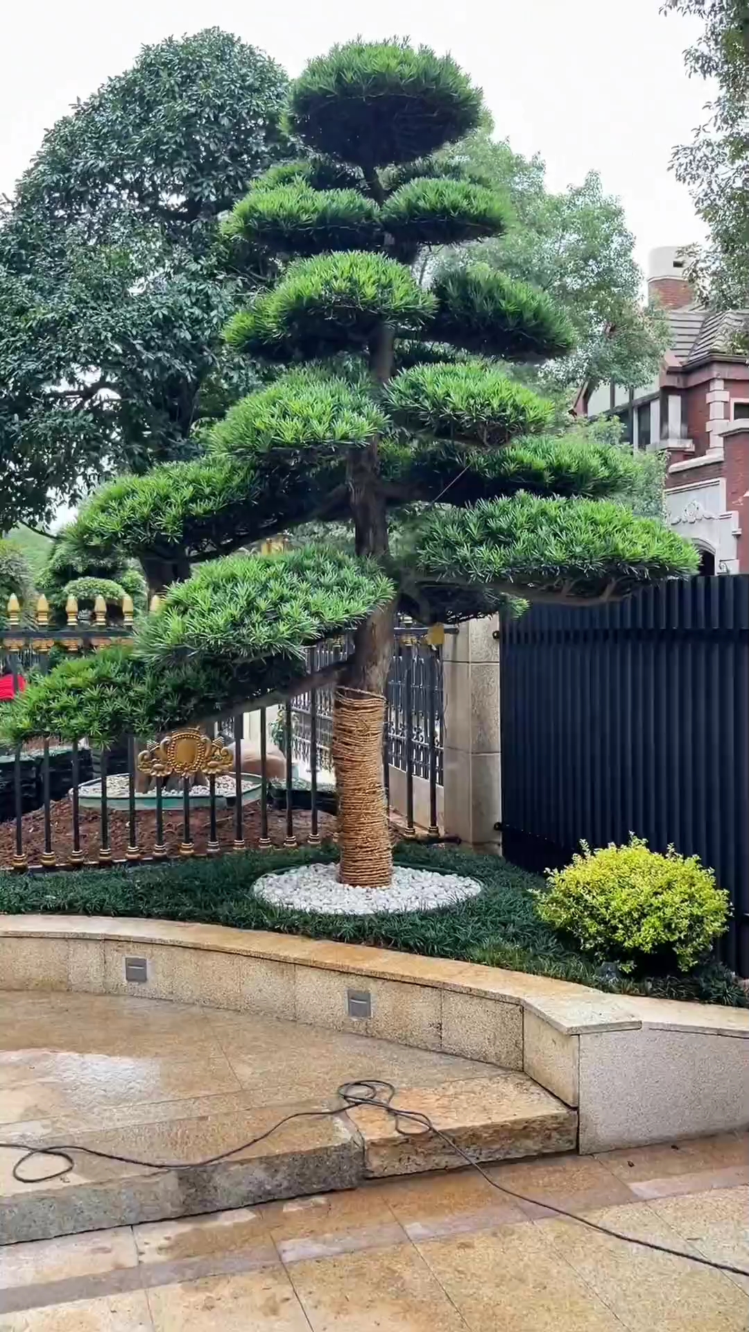 造型罗汉松四季常青不落叶适合庭院别墅农家小院栽植