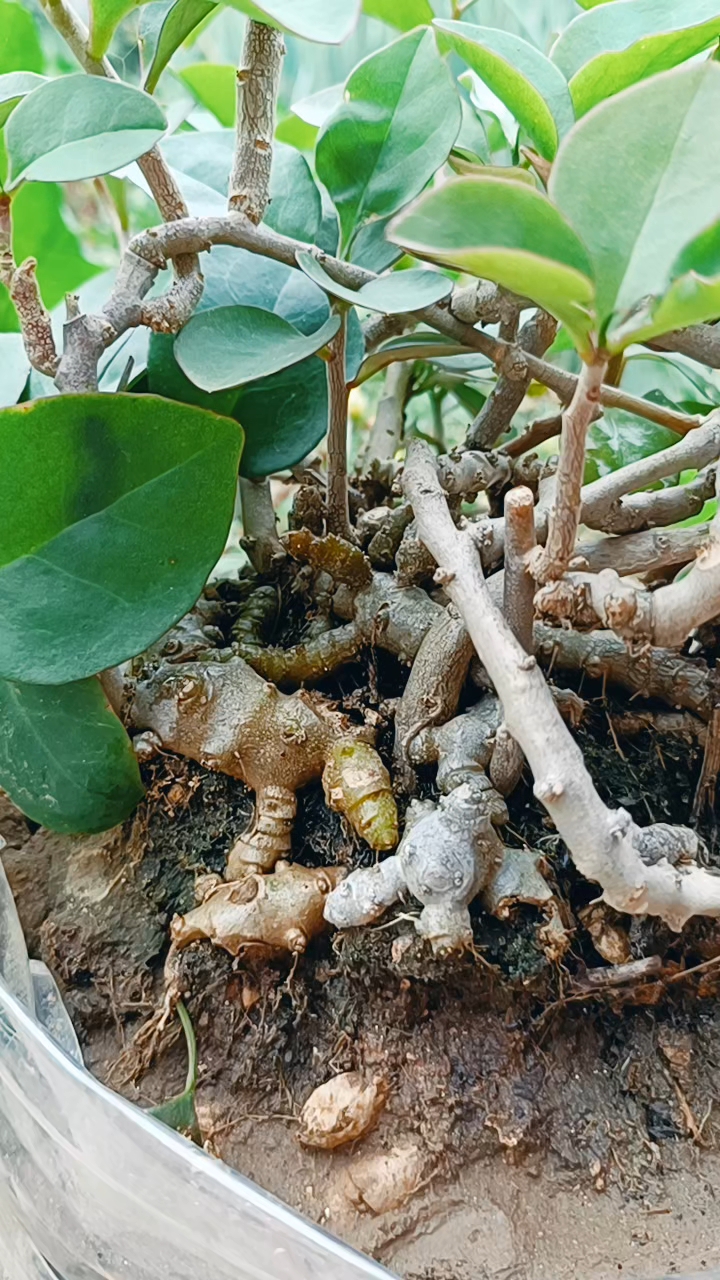 藤三七老桩