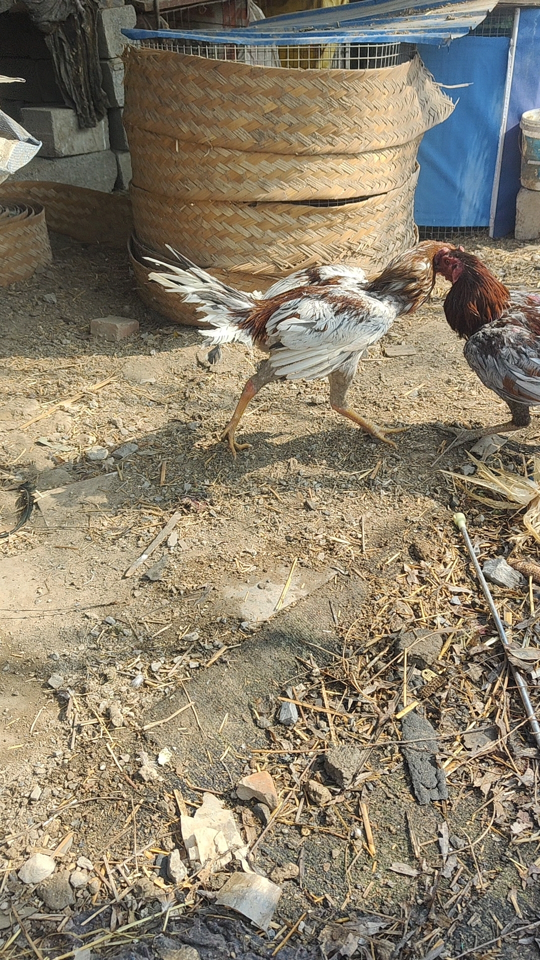 中国斗鸡文化传统