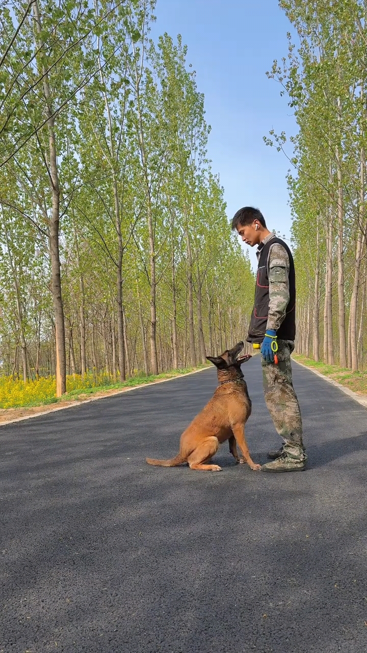 马犬训练好的