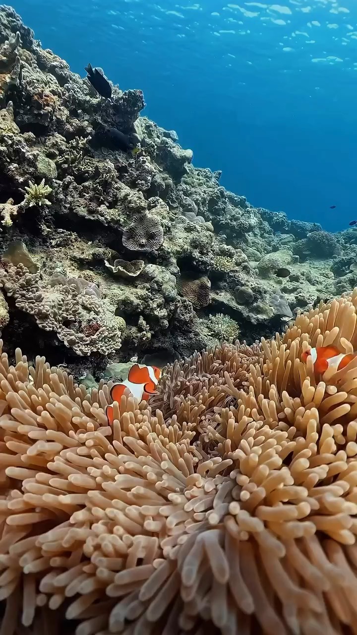 海底世界,海洋生物