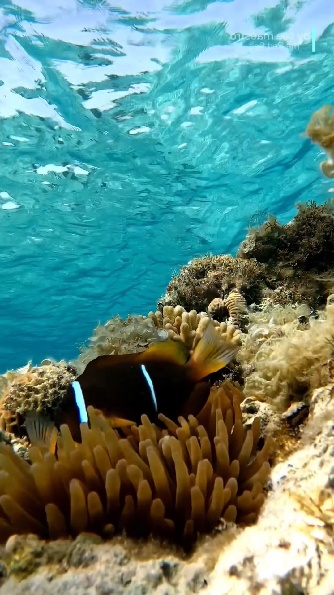 海底世界,海洋生物