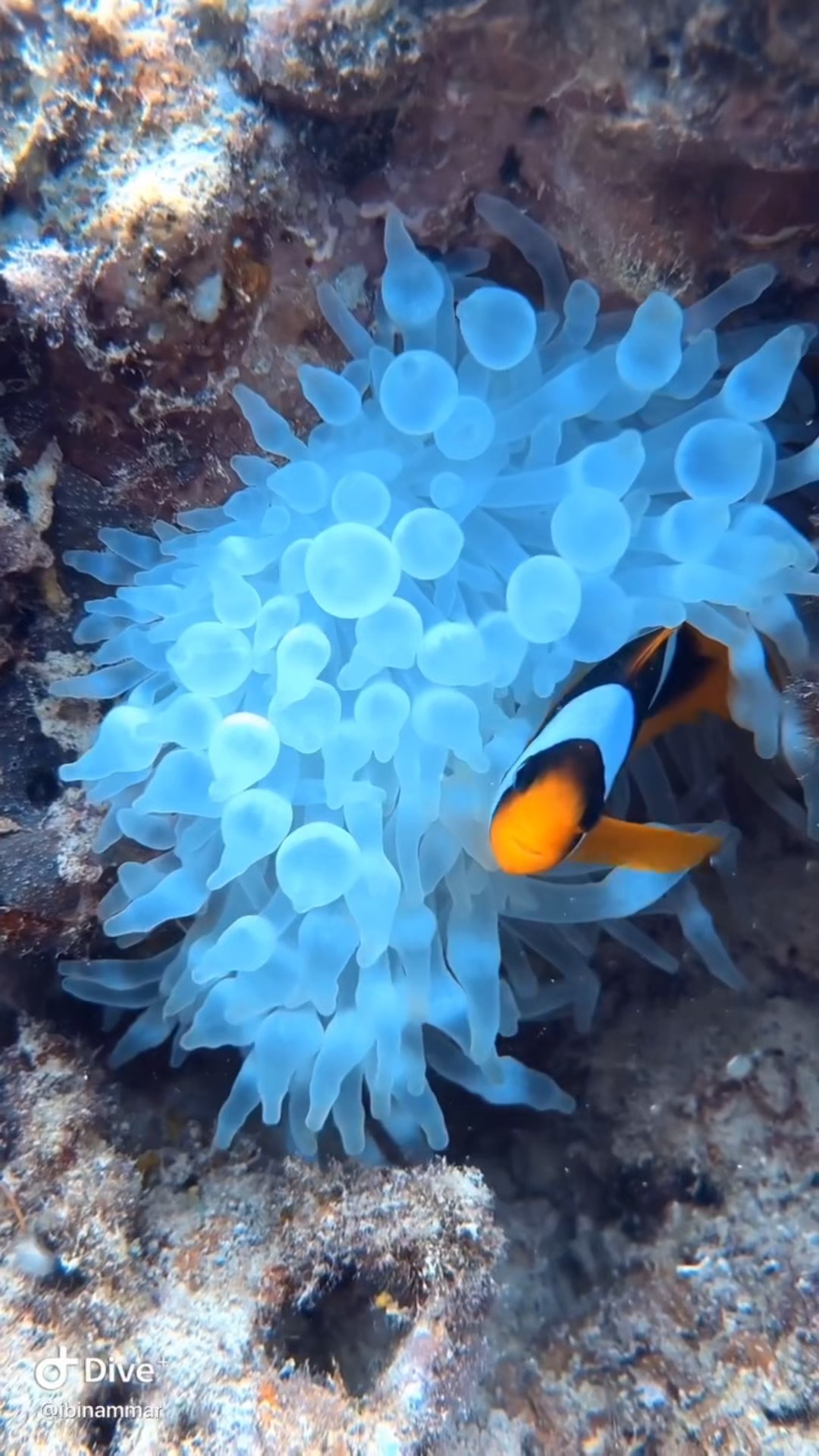 唯美的海洋生物名字图片