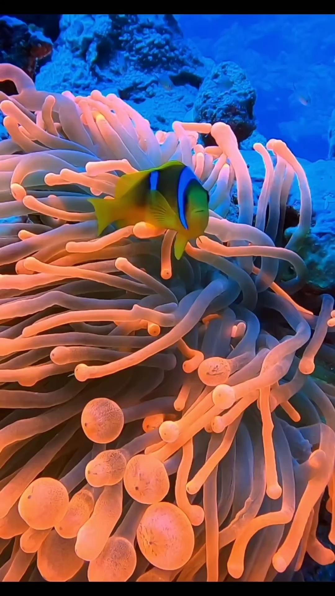 海底世界,海洋生物